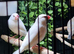 Java sparrows