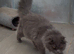 Maine coon crossed american curl blue girl looking new home