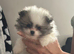 5* K C Registered Pomeranians puppies