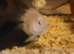 Group of 6 Platinum polar parrots £25
