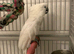 Seme tame umbrella male cockatoo