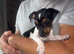 Jack Russell puppy's for sale