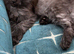 GCCF Fully Registered Maine Coon Kittens – Ready October