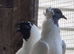 Fancy Pigeons