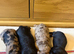 KC Reg Miniature long haired dachshund puppies