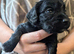 Cocker spaniel puppies