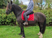 14.2hh Dales x Fresian Mare