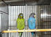 Black face budgies