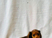 Miniature long haired dachshund