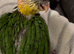 Hand reared Baby Black Headed Caiques.