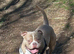 2.5 year old pocket bully
