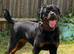 Pure German Rottweiler Puppies For Sale