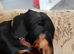 Mini dachshund