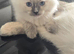 Gorgeous Pure Ragdoll Kittens .... READY TO LEAVE NOW !