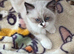 2 gorgeous kittens left