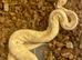 URGENT royal pythons for sale