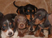 Full dachshunds