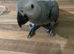 Super tame baby African grey set up