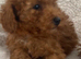 Toy poodle puppy's for sale