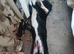 Male Border Collie for sale