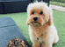 Last Exquisite Esponjoso Royal maltipoo Boy