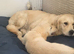 kc registered Golden retriever pappys cornwall