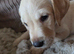 1 stunning male Goldador pups left