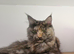 Maine coon famale