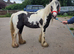 13hh mare