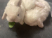 Three  beautiful mini lop