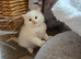 Flame point ragdoll kittens