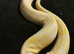 Lavender albino royal pythons