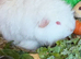 Baby guinea pigs available