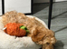 Male cavapoo