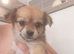 Pomchi puppies