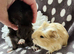 Gorgeous baby boar pair
