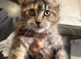 Maine Coon Girl Kittens. Ready Now