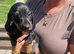 Miniature dachshund puppies