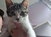2 female kittens need home ASAP