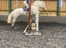 Kind & Genuine Class 1 Connemara Mare