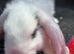 rabbits