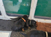 Last  male rottweiler puppy left kc reg