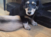 Kc reg miniature daschund longhaired
