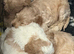 Beautiful f1 cockapoo puppies Ready for new homes on 23rd Oct