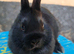 Baby Black Netherland Dwarf Buck - Ready Now