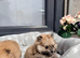 Gorgeous Russian Teddy bear Pomeranian puppies