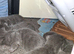 Russian blue babies