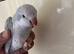 Tame Quaker parrot