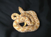 Western Hognose (Albino)