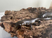 2 Spanish Ribbed Newts: Unsexed, Related